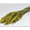 Bouquet D'Avoine S Ch Jaune