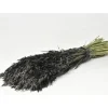 Bouquet D'Avoine S Ch Noire