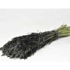 Bouquet D'Avoine S Ch Noire