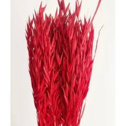 Bouquet D'Avoine S Ch Rouge