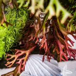 Branche D'Algues Degrade Vert Et Rouge 80Cm