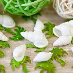 Coquillage Blanc Pour Decoration De Table Mariage X 8 Pi Ces