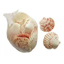 Coquillage Saint Jacques X150 Gr