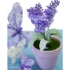 Petit Pot De Lavande Pas Cher