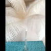 Plume D'Autruche Blanche G Ante 55-60Cm