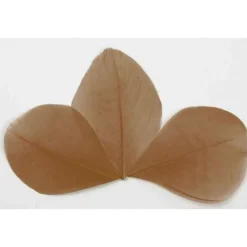 Plume Feuille Chocolat X 96 Pi Ces