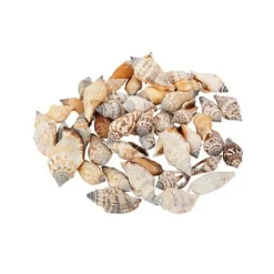 Sachet De 100Gr De Coquillages Bigorneaux